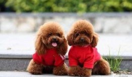 天门泰迪爆料视频大全最新,揭秘幕后真相与精彩瞬间